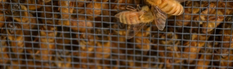 Bees wait for installation into the hives at the Marriott Library.